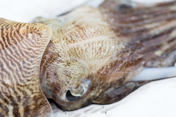 Cuttlefish or cuttles are marine animals of the order Sepiida. They belong to the class Cephalopoda for education in nature.