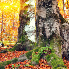 Autumn forest in the mountains