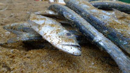 Ryby na piasku © Marceli