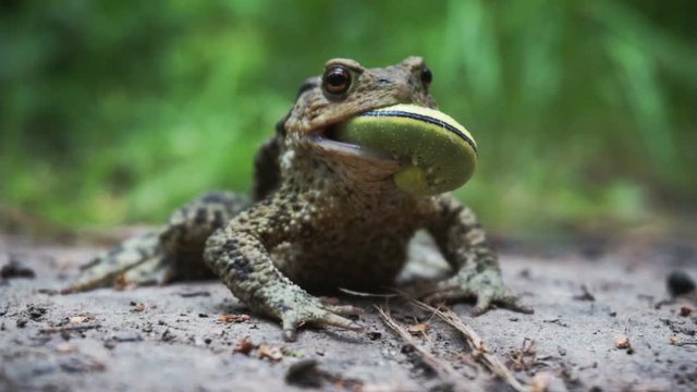 The toad eats a caterpillar