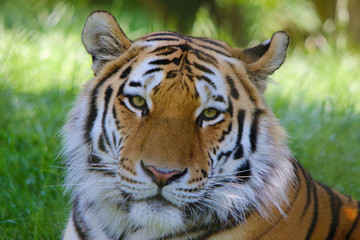 Amir Tiger