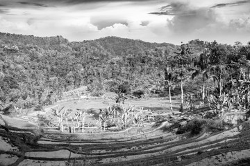rice paddy terraces with palm trees - black and white, high contrast