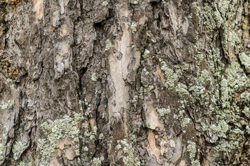 Bark of a tree close up, texture
