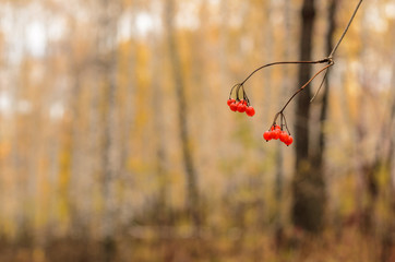 Red berries on a branch, autumn, blurred background close up