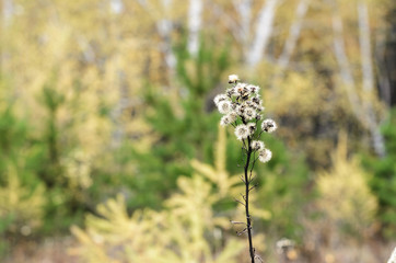 Fluffy bush, autumn.