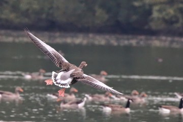 Greylag Goose