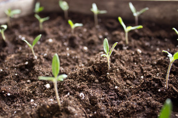 Close-up picture of growing plant