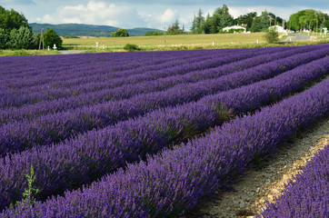 Fototapeta premium Provence rural landscape