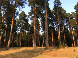high pine trees against the sky, summer pine forest