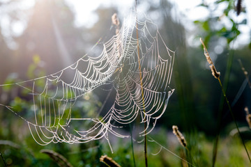 cobwebs in the rays of dawn close-up 