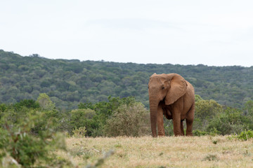Fototapeta na wymiar Elephant walking to the dam