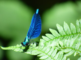 Libellule bleu turquoise du Languedoc.