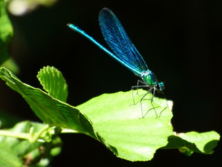 Libellule bleu turquoise du Languedoc.