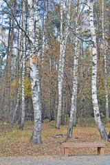 Obraz premium park miejski z brzozowym gajem jesienią