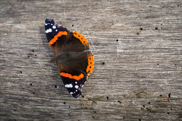 Butterfly on the wooden board during sunny day, Vanessa atalanta