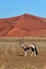 Oryx in Namib desert