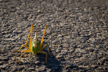 Grasshopper on the asphalt road