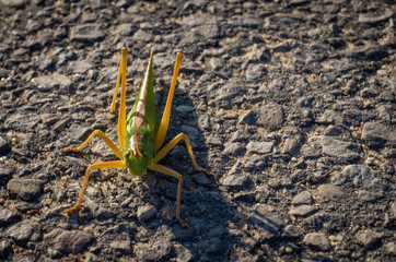 Grasshopper on the asphalt road