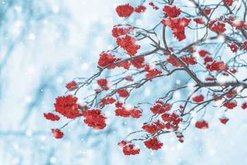 Branches rowan berry covered snowflakes.