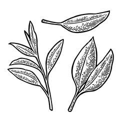 Tea branch with leaves. Vector vintage engraving