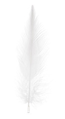 isolated soft pure white straight feather