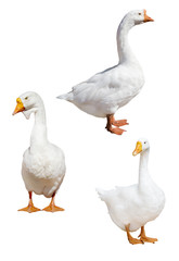 three isolated white large gooses