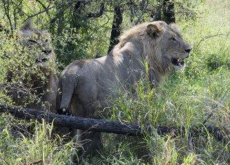 Sibling lions found a place to rest on a shade after probably having had eaten not long ago.