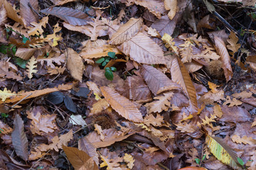 autunno