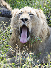 Obraz premium Sibling lions found a place to rest on a shade after probably having had eaten not long ago.