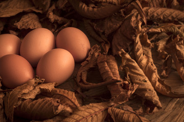 Fresh chicken eggs
