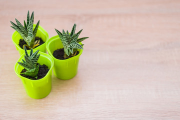 succulents in salad pots