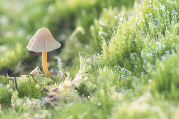Nature, Small woodland Autumn fungi mushroom