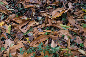 autunno