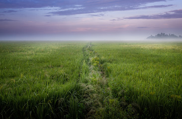 Fototapeta premium Path to nowhere, India