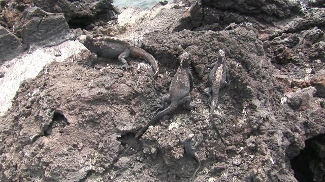 Guana on rocky coast of Galapagos Islands. Amazing reptiles like dinosaurs. Wildlife animals. Nature of Ecuador. Herbivorous inhabitants of ocean.