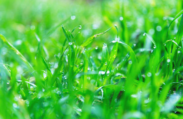 Dew drops on the  grass