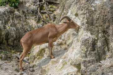 The barbary sheep feed on soil to obtain the minerals during winter diet