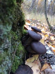 грибы вешанки