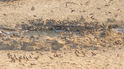 A Mass of Cape Sparrows