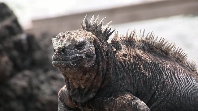 Guana on rocky coast of Galapagos Islands. Amazing reptiles like dinosaurs. Wildlife animals. Nature of Ecuador. Herbivorous inhabitants of ocean.