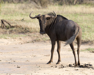 A solitary wildebeest walks in the vast savannahs near Krueger Park 