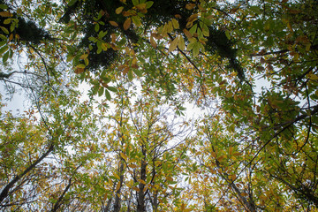 Fototapeta premium autunno