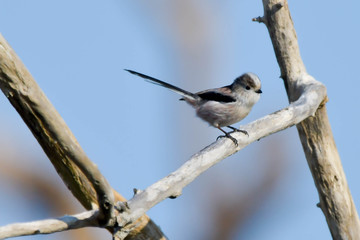 野鳥　エナガ