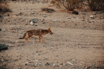 Coyote at Death Valley National Park