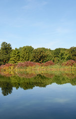 Still lake reflecting trees and marginal plants