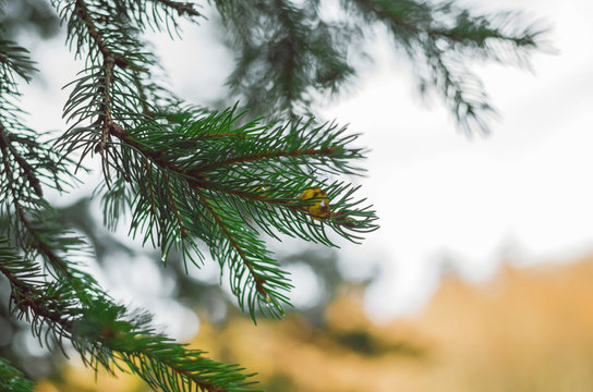 Fototapeta Green Pine Tree Closeup Shot Into The Woods With Water Drops Over It