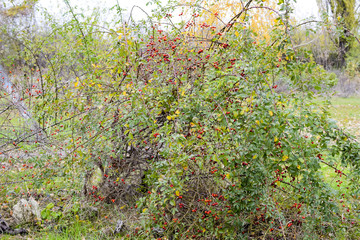 Hips bush with ripe berries. Berries of a dogrose on a bush. Fruits of wild roses. Thorny dogrose. Red rose hips.