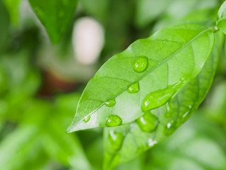 leaves with water drops