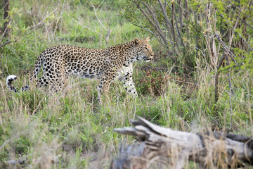 Wild female leopard in the South African savanna at sunset