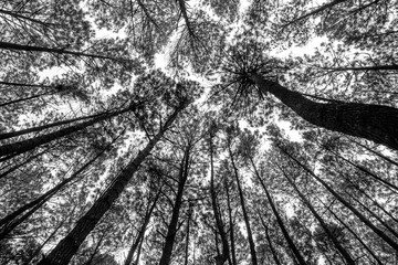 tropical pine trees in Java, Indoneia - black and white, high contrast